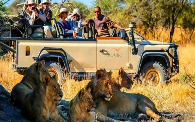 Kenya Safari Tours: Everything You Need to About Kenya Wildlife